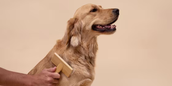 Types of dog brushes and combs include slicker brushes, pin brushes and curry combs.