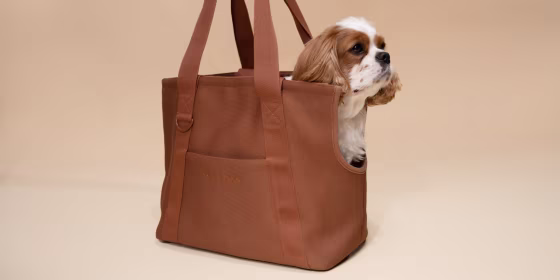 The size, material and safety certifications can all determine which travel carrier is right for your dog.
