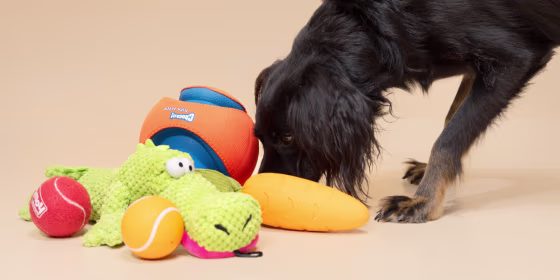 Make sure to always supervise your dog when playing with a toy and immediately remove and replace it if it’s damaged, experts say.