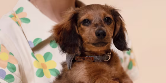 There are tons of puppy products out there — we’re breaking down the ones you actually need.