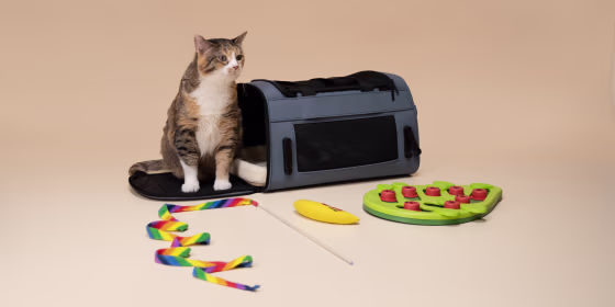Cat toys like wands, tunnels, plush mice and food puzzles are mentally and physically stimulating for felines.