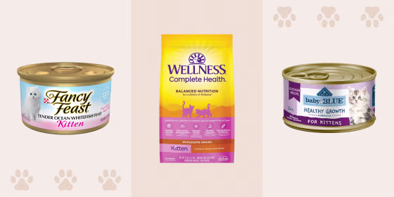 Ideally, kittens should eat a mix of wet and dry food daily since each type offers different health benefits.