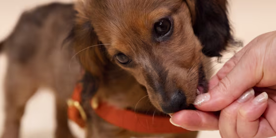 Veterinarians and pet experts explain how to shop for the best dog treats and dental treats.