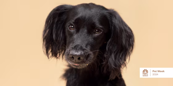 You should never use a cotton swab or pointed object to clean your dog’s ears, according to veterinarians.