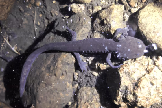 salamander volcano