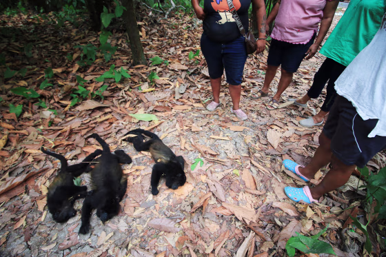 Dozens of howler monkeys have died due to drought and high temperatures in Comalcalo, Mexico.