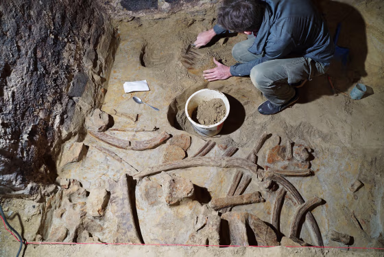 Archeologist Marc Händel recovers mammoth bones in a wine cellar in Gobelsburg, Austria.