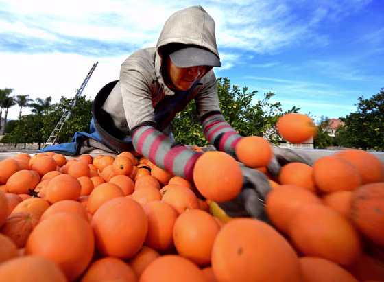 A worker dumps a sack full of freshly picked oranges into a bin for disposal in a Redlands orange grove in Redlands, Calif.
