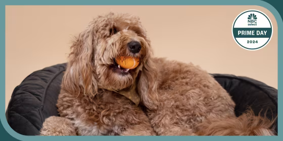 During Prime Day, Amazon is offering discounts on pet supplies for dogs and cats, including food, beds and toys.