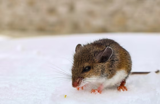 Little baby deer mouse in the snow