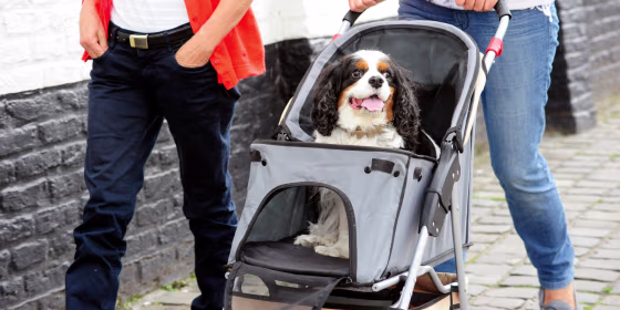 Though strollers should not replace regular walks and exercise for healthy dogs, they can be beneficial for senior dogs with mobility issues, pets recovering from surgery or small breeds in potentially hazardous environments, experts say.