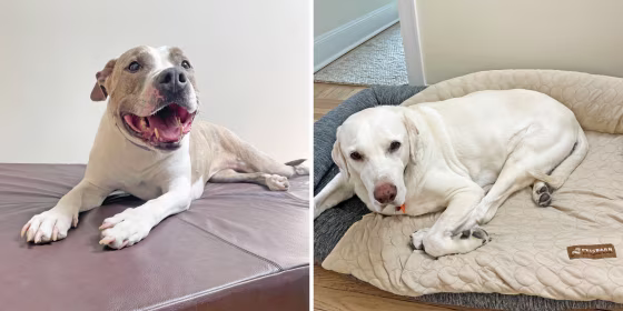 Plenty of dog beds have different cooling properties, including elevated beds that allow for more airflow and those with a cooling gel on the inside that lasts for hours, according to experts.