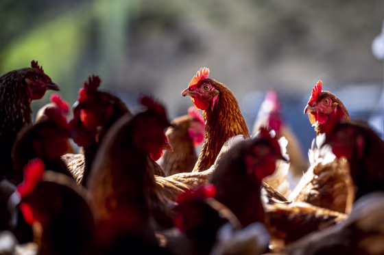 A Poultry Egg Farm