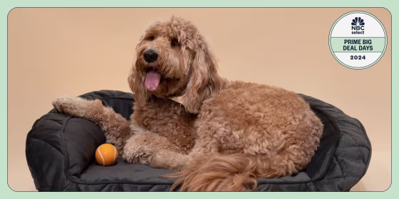Find discounts on pet supplies including food, beds, toys and more during Amazon Prime Day.