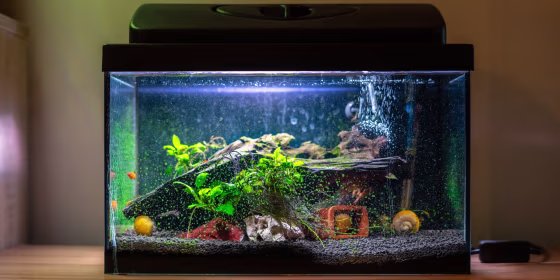 According to experts, fish should never be in bowls and flake food is only suitable for baby fish.