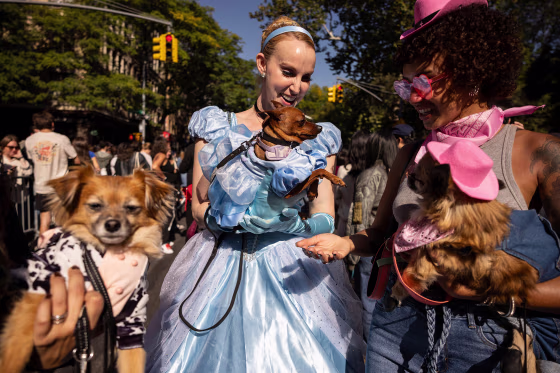 People and their dogs in costume 