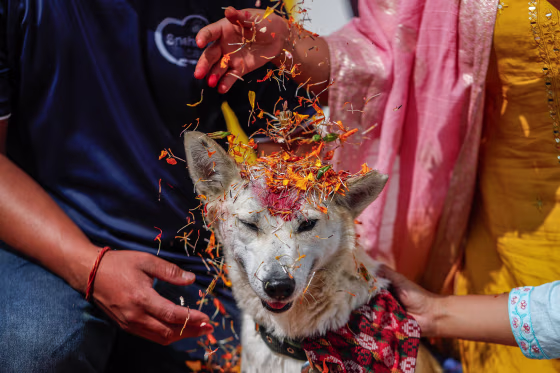 With marigold garlands around their necks, dogs took centre-stage in Nepal on October 31, on a day dedicated to humankind's loyal friend as part of a Hindu festival.