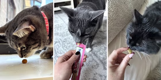 Treats shouldn’t make up more than 10% of cats’ daily calorie intake, according to experts.