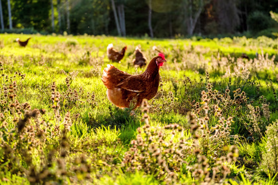A pasture-raised hen from Pete & Gerry's.