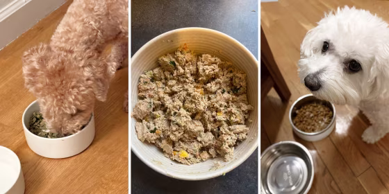 When shopping for a dog food delivery service, consider whether it meets AAFCO standards and your dog’s specific dietary needs.