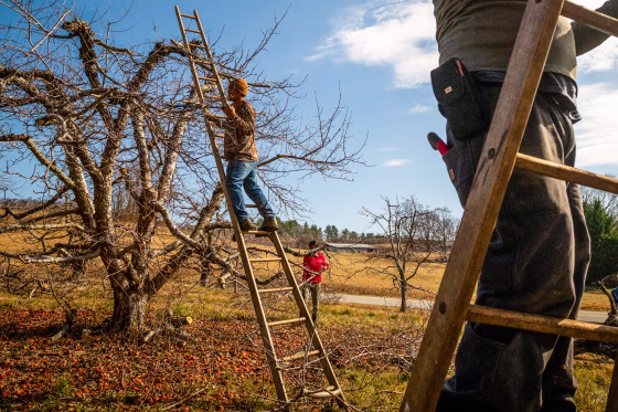 Farmers prune apple trees.