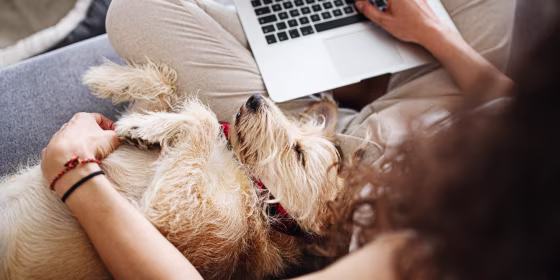 Shop dog shampoos, food bowls, cat water fountains and more ahead of Amazon’s Pet Day Sale.
