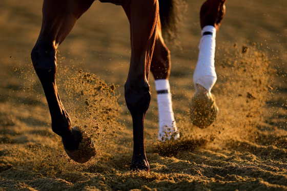 horse kicks up dirt along Pimlico Race Course