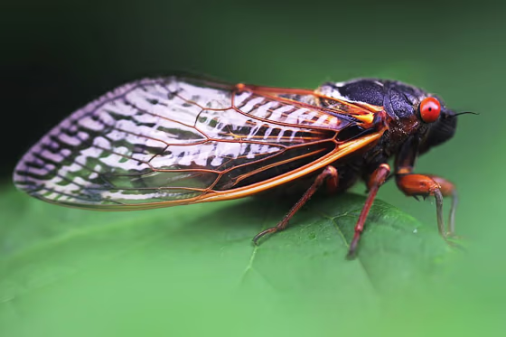 A periodical cicada.