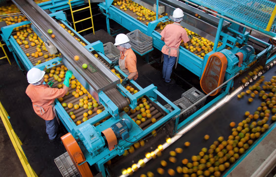 Workers inspect oranges on the production line