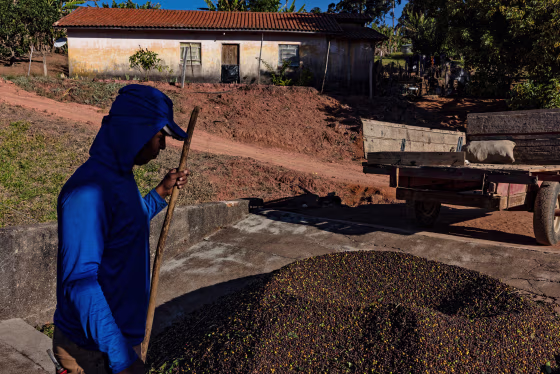 A Coffee Harvest As Trump Tariffs Threaten US Consumption Outlook
