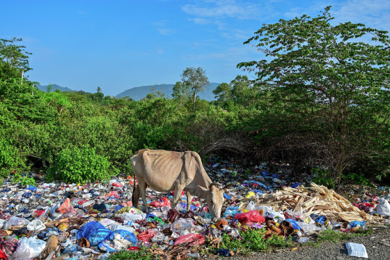 TOPSHOT-INDONESIA-ENVIRONMENT-ANIMAL