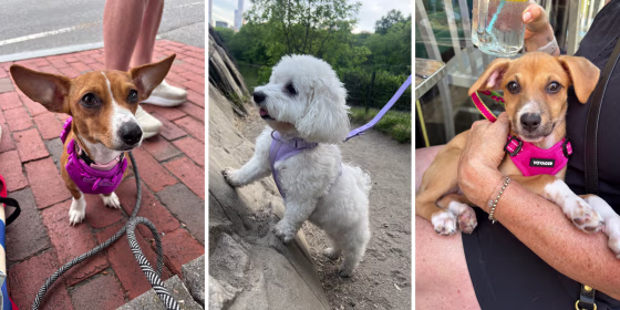 Harnesses are a popular alternative to a collar-leash system that can be safer and more comfortable for your dog.