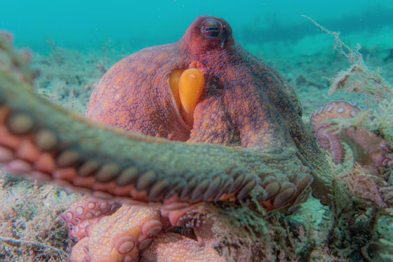 A wild Octopus americanus off the coast of south Florida. 