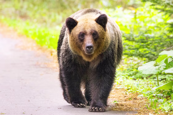 A brown bear walking