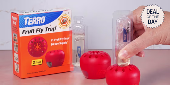 Once inside, fruit flies cannot escape this trap.