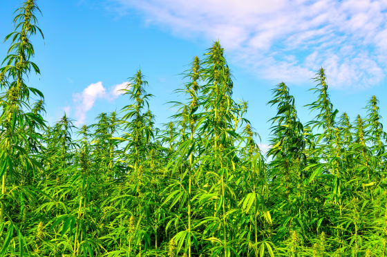 A lot of hemp growing on a hemp farm.