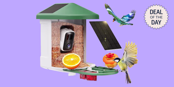 You can watch birds arrive in real time with the 2K video camera’s live feed.