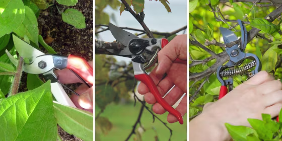 Pruning shears can prevent pests and diseases due to uneven cuts and may even make your plants look better.