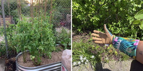 Over time, gardeners collect a variety of tools that work for their plants’ needs, but experts recommend starting out with the basics like a shovel and hoe.