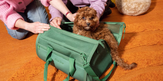 April 11 is National Pet Day — celebrate by saving on fun (and practical) finds for your pet.