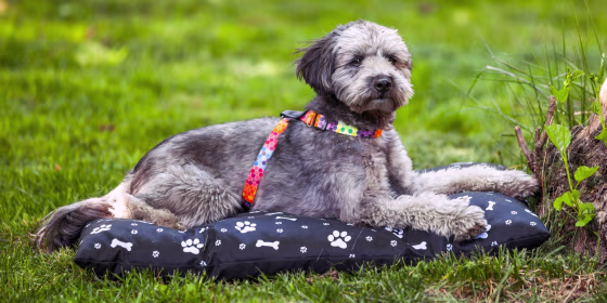 Since outdoor dog beds are subject to changing weather conditions, they’re more durable than indoor options.