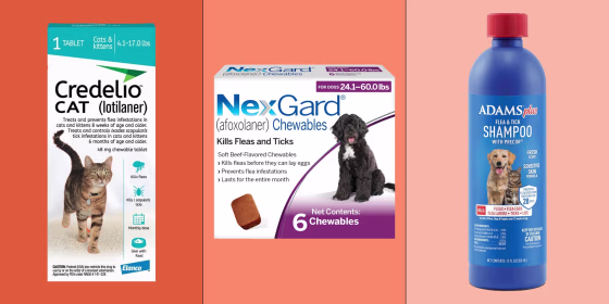 It’s ideal to prevent fleas in the first place, but if you’re dealing with an infestation, there are three important steps to follow: diagnosis, treatment and prevention, and cleaning.