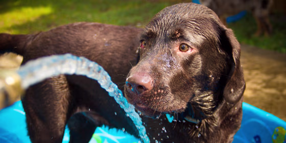 Dogs’ average body temperature is naturally a few degrees higher than humans, making it extra important to take precautions in the heat and humidity, experts say.
