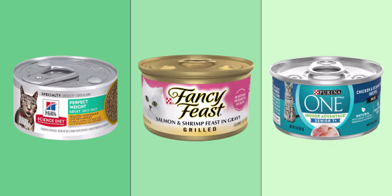 Wet food is softer and more flavorful than dry kibble, which is why some cats prefer it, vets say.