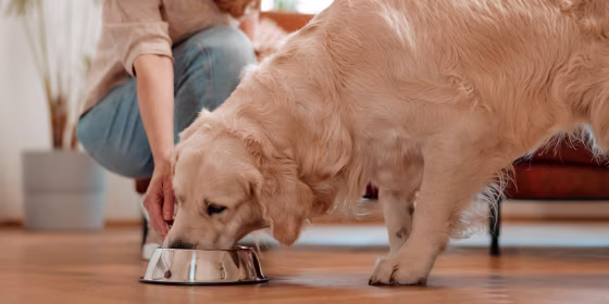 Dog foods that help soothe irritated skin and digestive issues can not only benefit dogs with allergies, but can also help allergy-free dogs, experts say.
