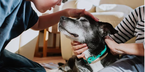 Large dogs tend to age faster than small dogs, but those of all sizes and breeds may require extra support at home as they age. 