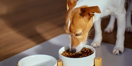 Experts say palatability, a complete and balanced recipe, affordability and individual nutritional needs are key when choosing the best dry dog food.