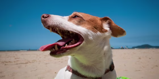 All dogs benefit from wearing SPF, especially in areas with little hair coverage like their noses, ears, stomachs and groins.