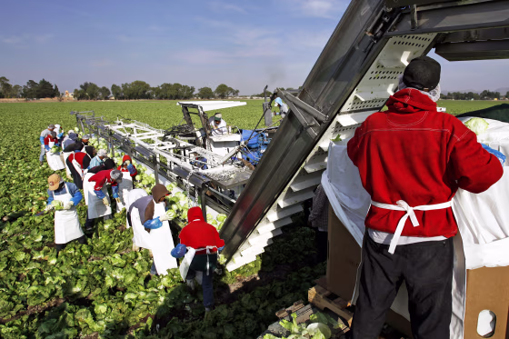 Farmworkers on a lettuce plantation belonging to U.S-owned Taylor Farms in Doctor Mora, Mexico, in 2008.