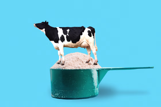 Dairy cow standing in scoop of whey protein 